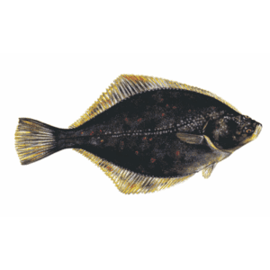 Rødspætte/skrubbegarn monteret til lystfiskeri. Vælg variant med forskellige maske størrelser og dybder.