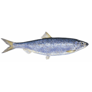 Køb sildegarn, flydegarn, monteret med 50 mm maske. Effektiv til lystfiskeri. Optimer din fangst i dag!