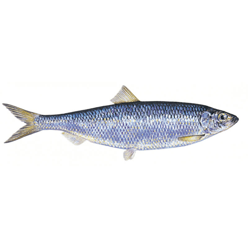 Køb sildegarn, flydegarn, monteret med 50 mm maske. Effektiv til lystfiskeri. Optimer din fangst i dag!
